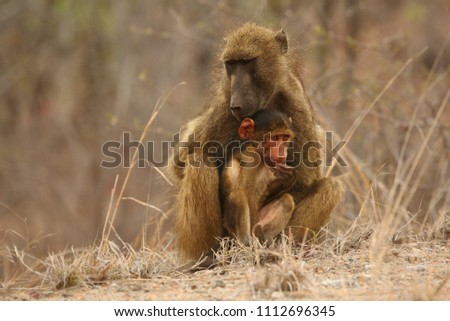Baboon (Papio ursinus) mother hugs young cute baboon baby. Baboon love. Baboon family. Dry tree in brown background. Mother love.