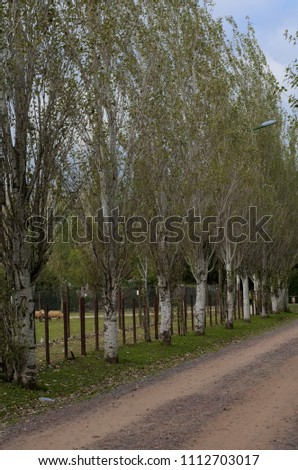 gravel road among trees