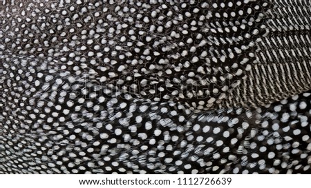 Background with feathers of a helmeted guineafowl (Numida meleagris) 