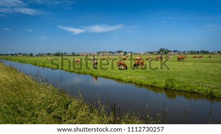 Typical Dutch landscape with flat fields, farms and cows.