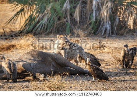 Hyena and vultures in Seluos Game Reserve, Tanzania