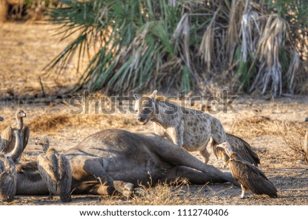 Hyena and vultures in Seluos Game Reserve, Tanzania