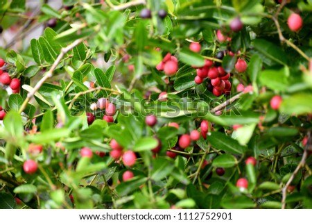 Many red fruits are on the tree.