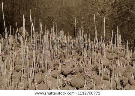 Background surface of sprouting potatoes in food basement with free space