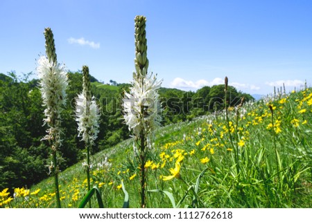 White mountain flowers at Monte Terminillo, Italy