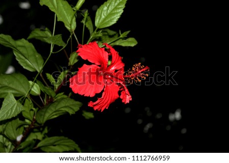 Hibiscus,Shoe Flower, Chinese rose Black background