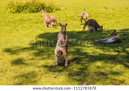 Australia Sydney Kangaroos at Morisset Park
