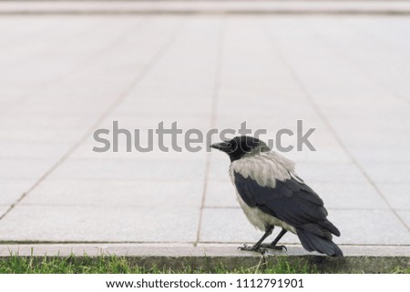 Black crow walks on border near gray sidewalk on background of green grass with copy space. Raven on pavement. Steps of wild bird on asphalt close up. Predatory animal of city fauna.