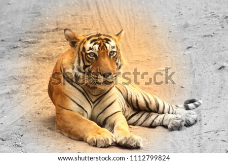 better to explore nature with royal bengal tiger