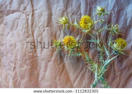 yellow thistle on a paper background