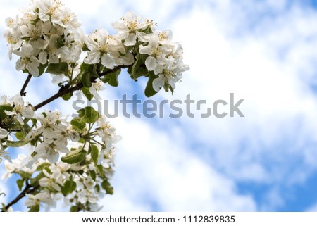 flowers apple-tree. bloom against the blue sky