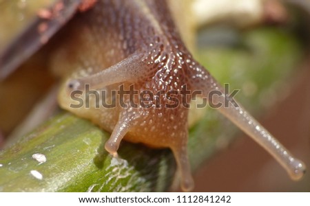 Macro shot of Grove Snail found in the garden, blurred background detailed photo