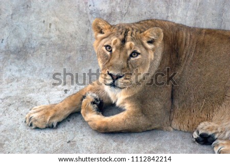 Lioness. Color photo.