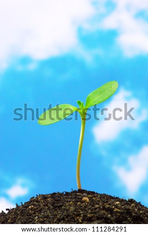 Sunflower sprout on blue sky background.(vertical)