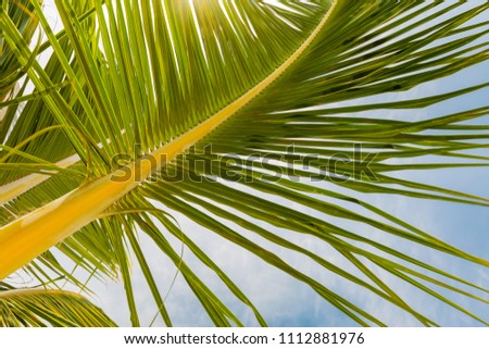 Palm leaf close-up on natural sky background