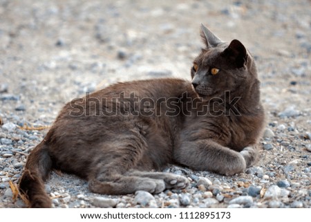 Portrait of feral grey-brown cat in the countryside. Photography of nature and wildlife.