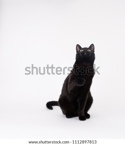 Handsome Black Cat on Light Background