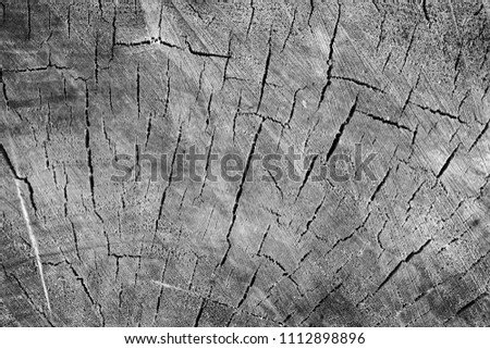 Cut tree cracked stump surface texture. Cutting a cross-tree with annual rings background, close-up. black and white photo