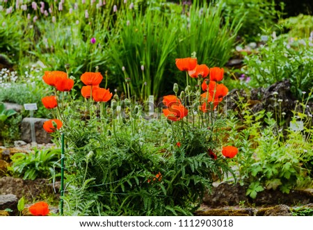 Oriental poppy flower. Papaver orientale is magnificent perennial plant in the botanical garden