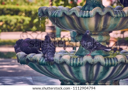 doves sits on a fountain