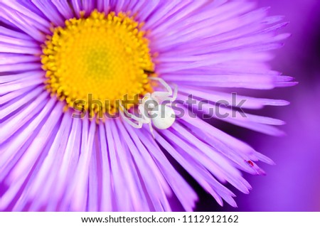 A female spider of white color hunts in the center of aster flower