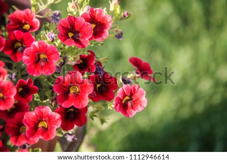 Red flowers in a garden in a pot against the background of grass