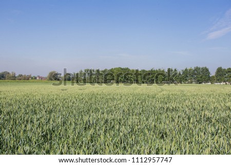 Agricultural landscape with green fields on hills and sun, vintage picture Netherlands