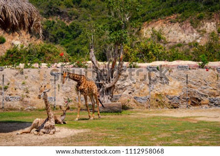 Giraffe lays on the grass, giraffe walks around