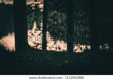 Evening wild forest bokeh background colored set green
