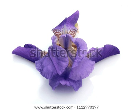 blue iris flower isolated on white background