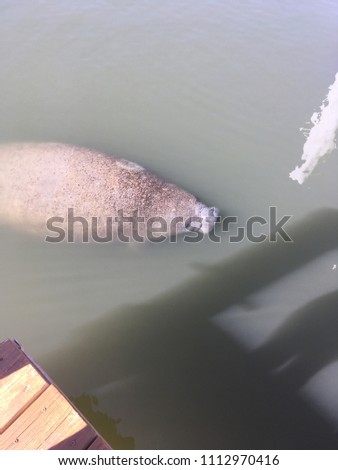 A manatee with sea vegetation and scars on its back at the surface of the water.