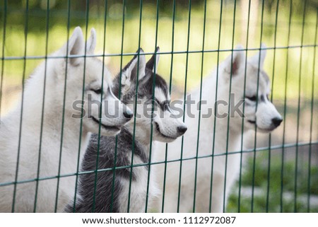 small puppies of Siberian Husky