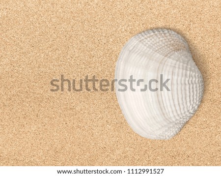 Sea Shells on sand