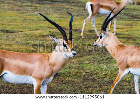 Thomson's gazelle (Eudorcas thomsonii), known as tommie, common type of gazelle in East Africa running in Ngorongoro Conservation Area (NCA) World Heritage Site in the Crater Highlands, Tanzania