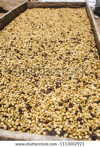Coffee beans drying out after having the shells removed on a finca / coffee farm in Colombia