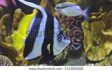 Fish swimming underwater in an aquarium