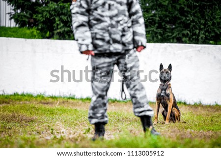 Military german shepherd