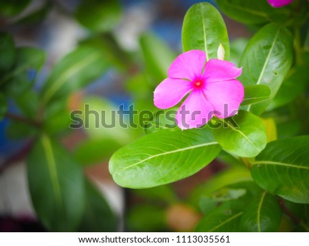 Little Madagascar flower on blurry green leaf background,Close up,slelective focus