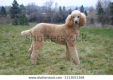 Gorgeous young red (apricot) standard poodle, outdoors Royalty-Free Stock Photo #1113051368