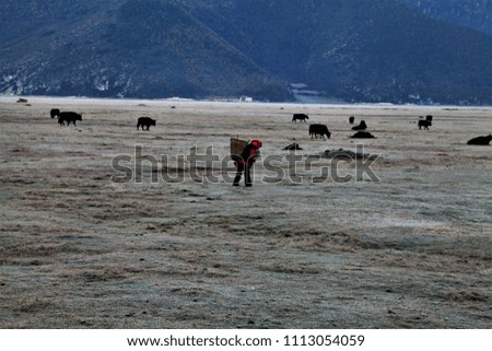 Blurred picture of Yading,Walkway to  Yading Nature Reserve China,snow in the Meadow,tradition people working on yading lake.unseen place china