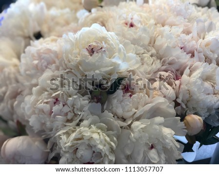 White and pink peony