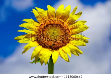 single close up of a sunflower with sky and clouds in the background