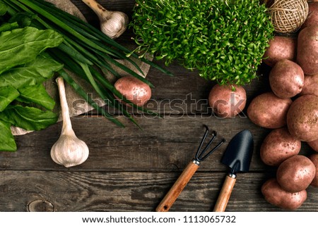 Red potatoes on burlap, garlic with greenery and a garden spade and rake on a wooden brown background