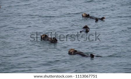 Sea Otter at Moss Landing