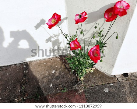 Shadow of a person taking picture of red flowers. Shadow of a photographer on left taking picture of common poppy plant and flowers on bright white background 