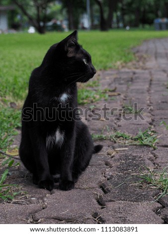 Black cat facing the sidewalk and green grass.