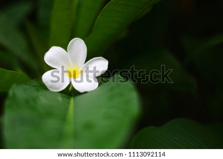 Tropical flowers frangipani (plumeria) in nature background.