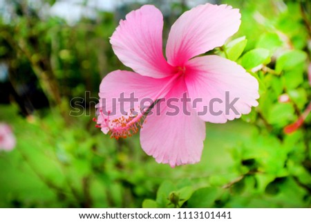 The pink flower is beuatiful background.