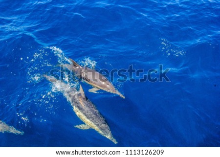 Short-beaked Common Dolphins bow-riding and playing around and speeding up next to a boat, splashing in the water in Australia near Port Stephens Royalty-Free Stock Photo #1113126209