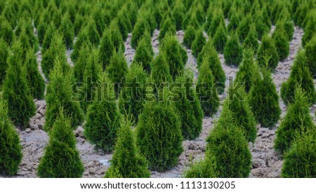 Rows of Young Cypress Trees, Farm, Late Summer, Daytime 
